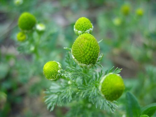Chamomile for the treatment of knee osteoarthritis